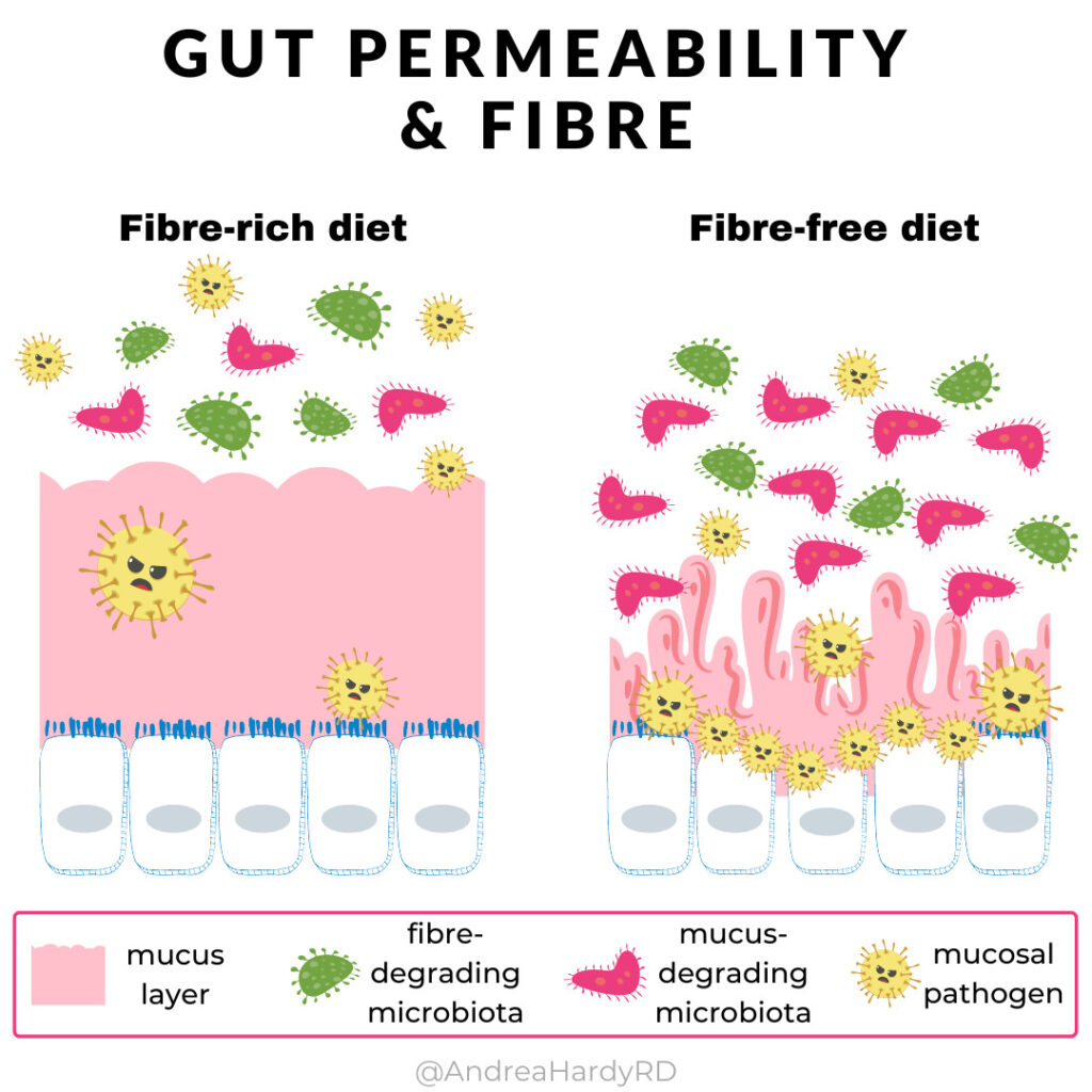 two images side by side. the first image depicts a full and healthy pink-coloured mucus membrane with pathogens unable to reach the cells and it is title "fibre-rich diet" the other image is titled "fibre-free diet" and shows a deteriorated mucus layer with pathogens interacting with the cells beneath. 